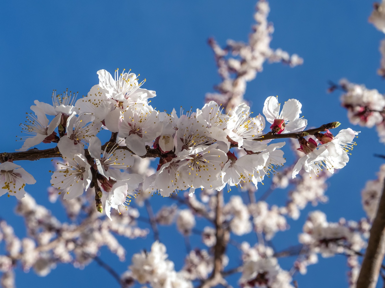 Spring In Ladakh