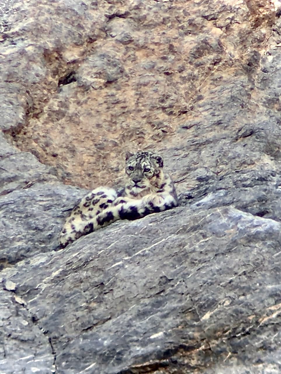 Snow leopard at Tar village