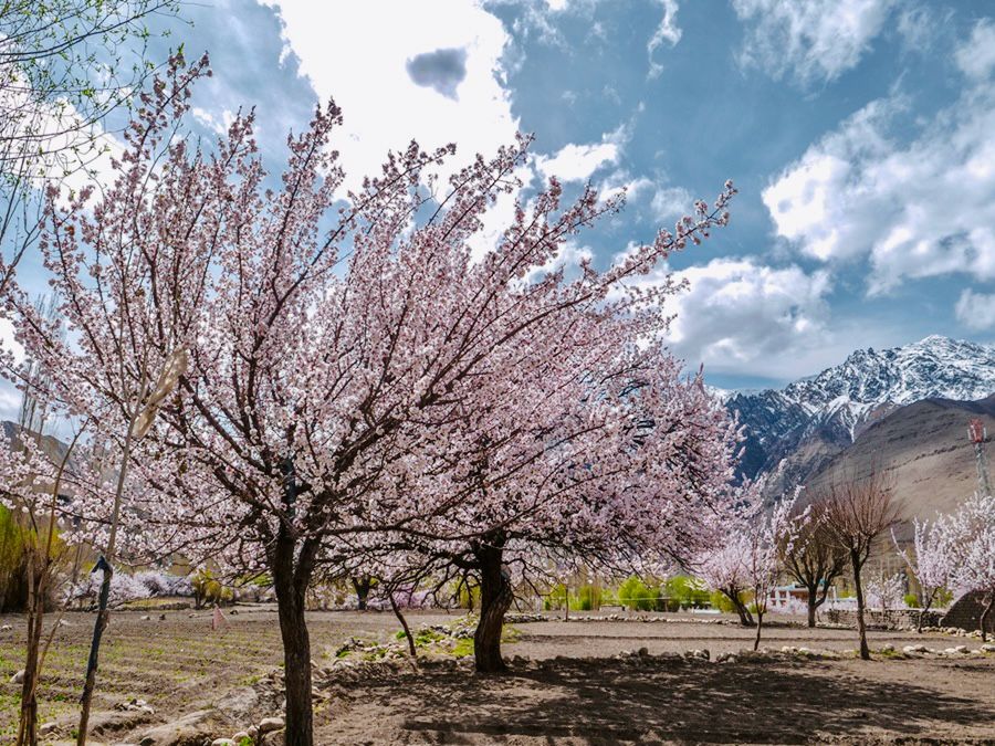 A beautiful Apricot blossom in Sham valley